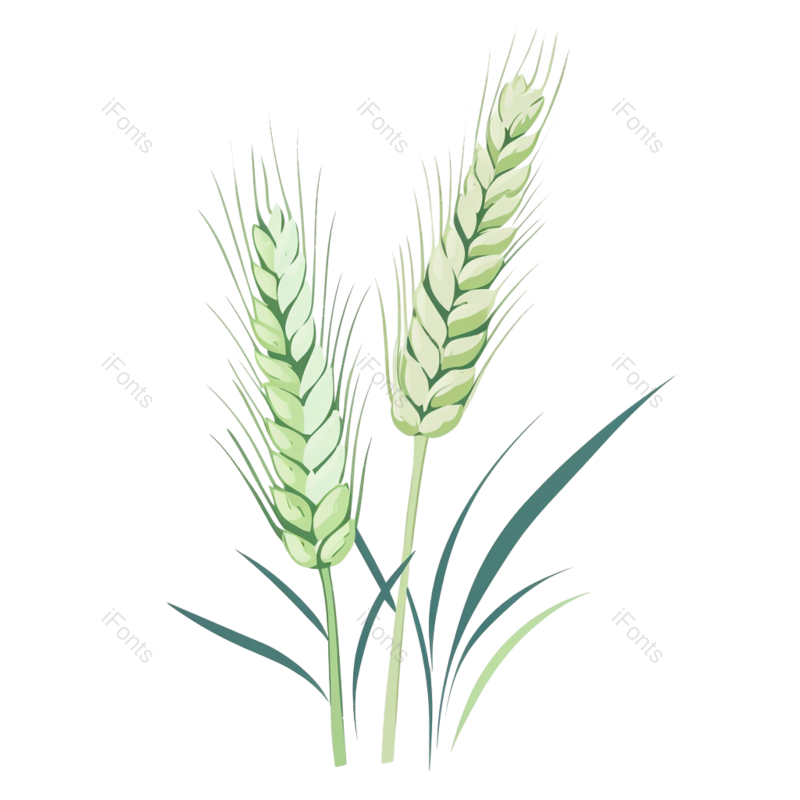 芒种图片,清新元素,稻谷PNG,麦子免抠素材